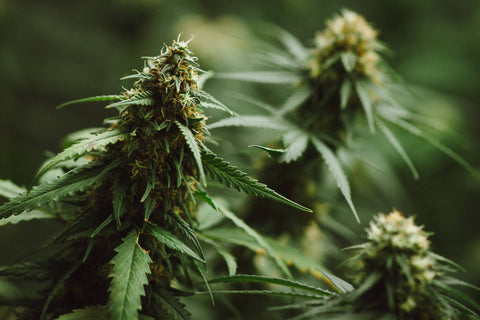 Regular Cannabis Seeds