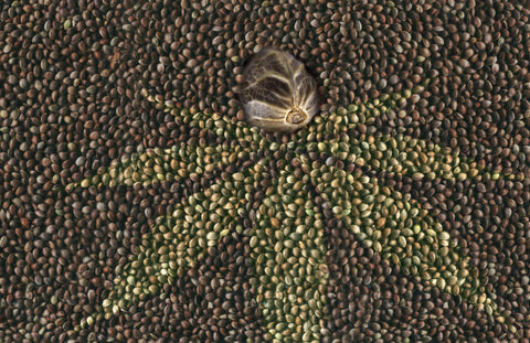 Auto Flowering Cannabis Seeds