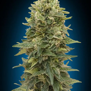 Afghan Mass Auto Feminised Seeds