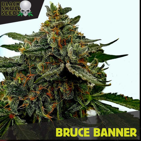 Bruce Banner Feminised Seeds - Blackskulls Seeds