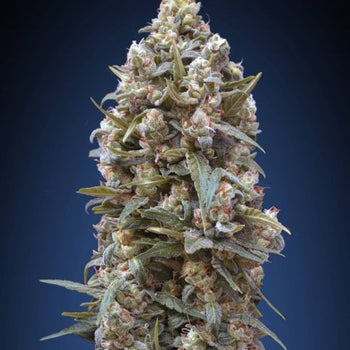 00 Kush Feminised Seeds
