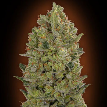 00 Cheese Feminised Seeds