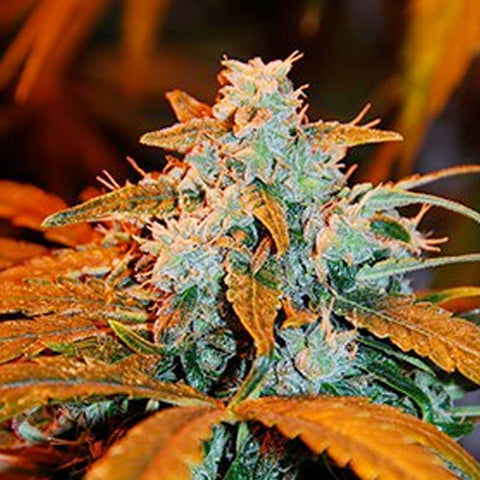 Auto Berry - Feminized & Autoflowering - G13 Labs Seeds
