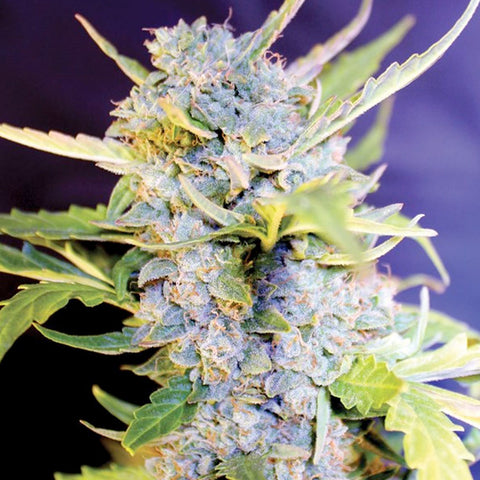 Auto Fro-Yo - Feminized & Autoflowering - G13 Labs Seeds