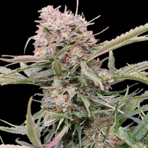 Auto Gigabud - Feminized & Autoflowering - G13 Labs Seeds