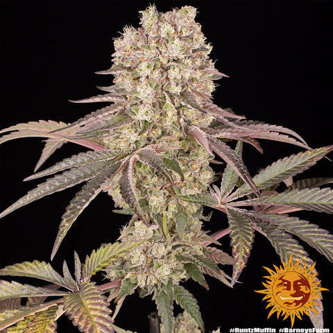 Barneys Farm Runtz Muffin - Feminised - Barneys Farm Seeds