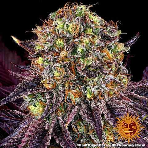 Runtz x Layer Cake - Feminised - Barneys Farm Seeds
