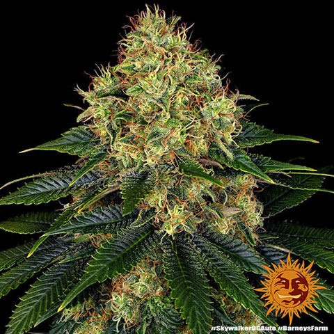 Skywalker OG Auto - Autoflowering - Barneys Farm Seeds