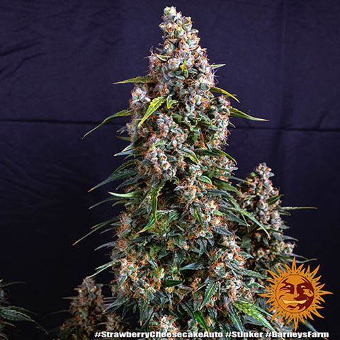 Strawberry Cheesecake Auto - Autoflowering - Barneys Farm Seeds