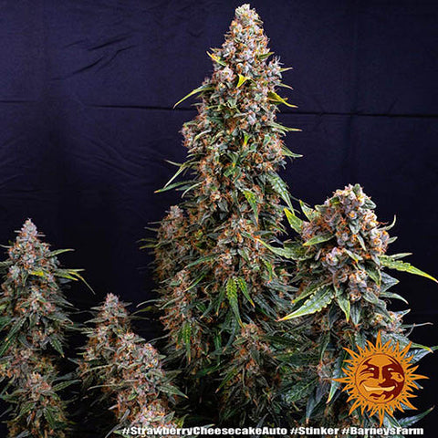Strawberry Cheesecake Auto - Autoflowering - Barneys Farm Seeds
