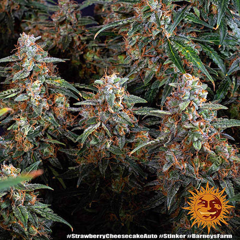 Strawberry Cheesecake Auto - Autoflowering - Barneys Farm Seeds