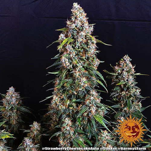 strawberry cheesecake heavyweight seeds Strawberry Cheesecake Auto - Autoflowering