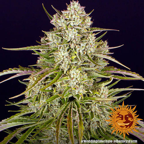 Wedding Cake Auto - Autoflowering - Barneys Farm Seeds