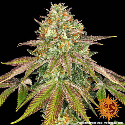 Wedding Cake - Feminised - Barneys Farm Seeds
