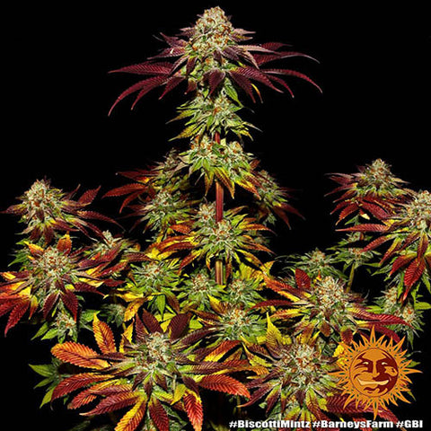 Biscotti Mintz - Feminised - Barneys Farm Seeds