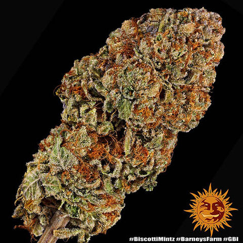 Biscotti Mintz - Feminised - Barneys Farm Seeds