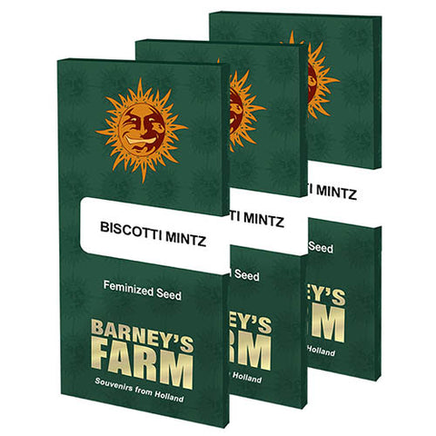 Biscotti Mintz - Feminised - Barneys Farm Seeds