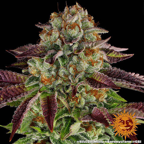 Biscotti Mintz - Feminised - Barneys Farm Seeds