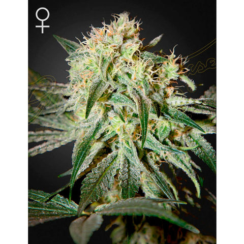 Dam Sour - Feminzed - Green House Seeds