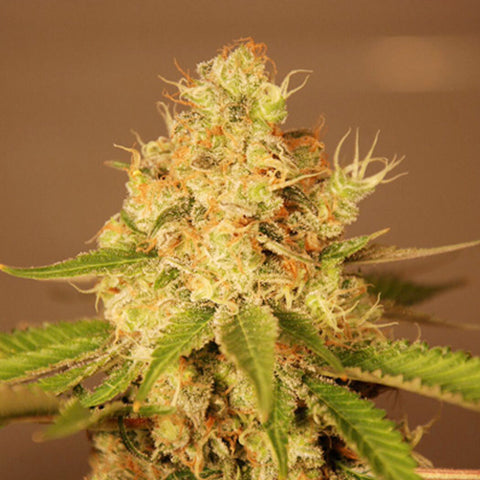 Diesel Auto - Feminized & Autoflowering - G13 Labs Seeds