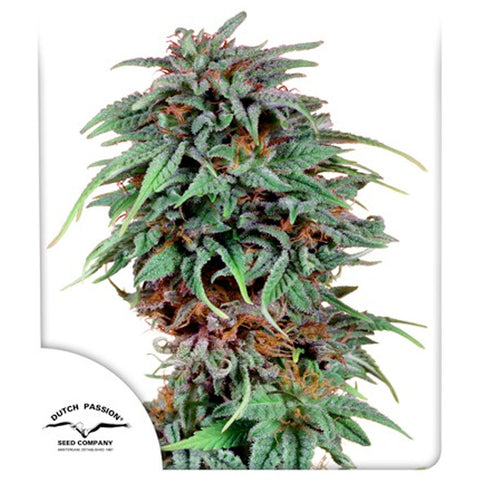 Durban Poison - Feminzed - Dutch Passion Seeds
