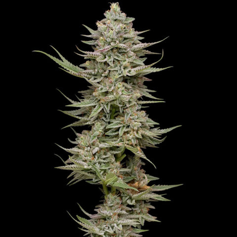Family Jewels - Feminzed - Humboldt Seed Company Seeds
