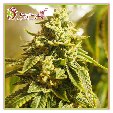 Glue Kripple - Feminzed - Dr Krippling Seeds