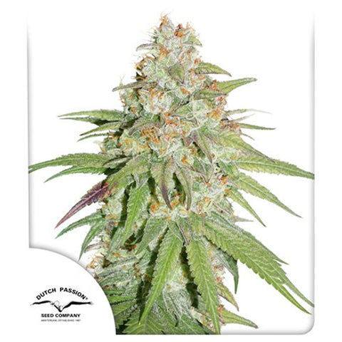 Glueberry O.G. - Feminzed - Dutch Passion Seeds