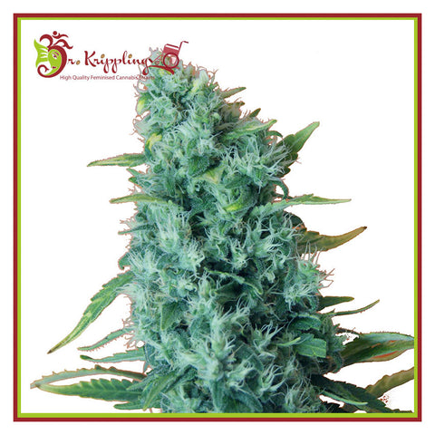 Gorilla Infested Gelato Auto aka GGG2 - Feminzed & Autoflowering - Dr Krippling Seeds