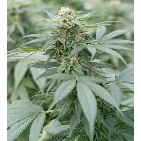 Gorilla Glue #4 - Feminzed - Emerald Triangle Seeds