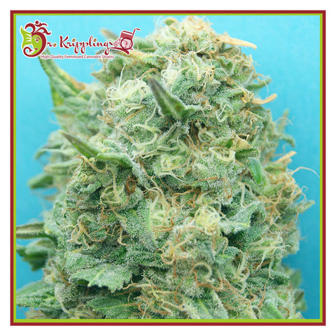 Grand Heft Auto - Feminzed & Autoflowering - Dr Krippling Seeds