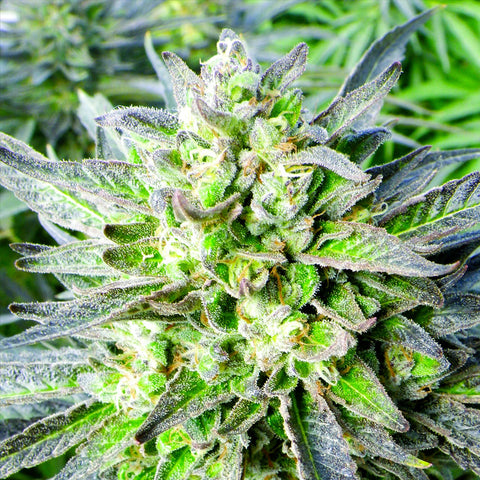Grapefruit Krush - Feminzed - Emerald Triangle Seeds