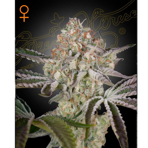 Great White Shark - Feminzed - Green House Seeds