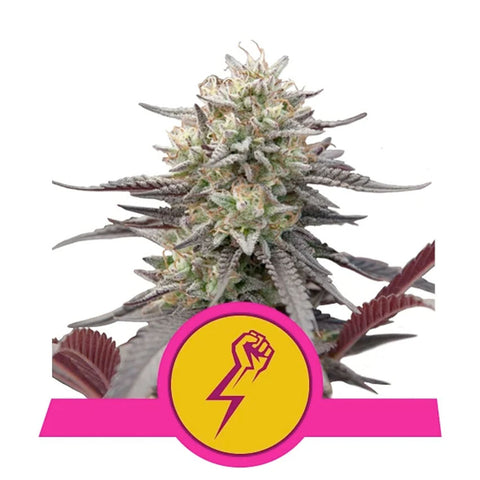 Green Crack Punch - Feminzed - Royal Queen Seeds