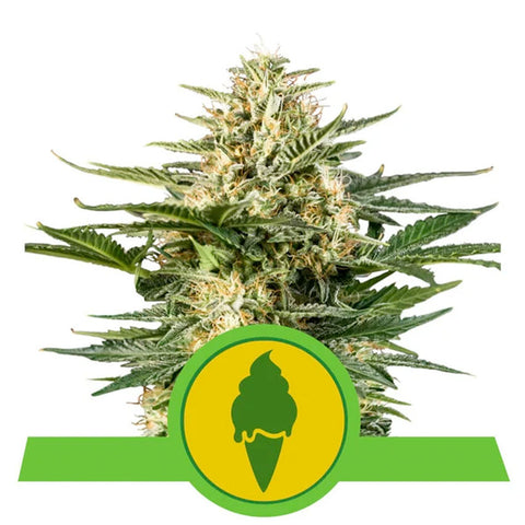 Green Gelato Auto - Feminzed & Autoflowering - Royal Queen Seeds