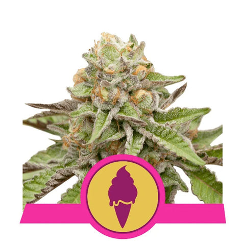 Green Gelato - Feminzed - Royal Queen Seeds