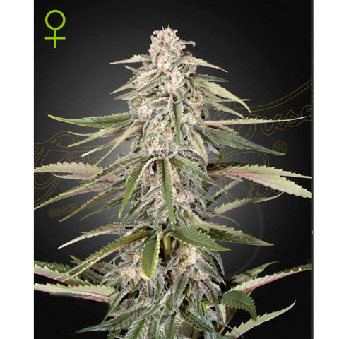 Green-o-matic - Feminzed - Green House Seeds
