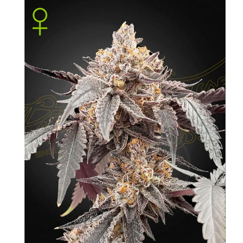Guava x Gelato #41 Auto - Feminzed & Autoflowering - Green House Seeds