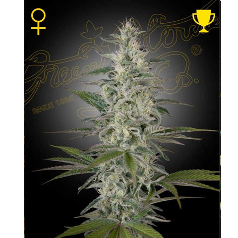 Hawaiian Snow - Feminzed - Green House Seeds