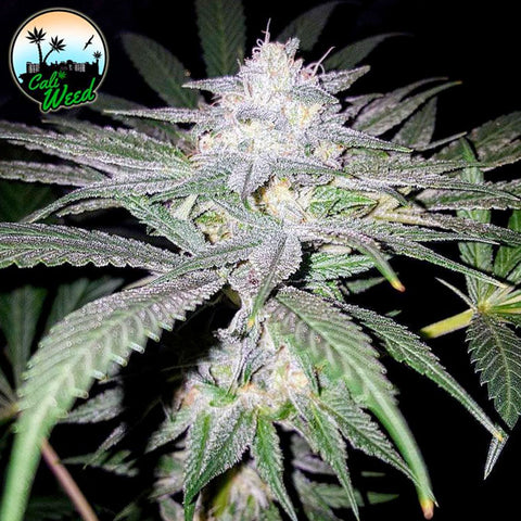 Headbanger - Feminised - Cali Weed Seeds