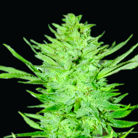Headlights Kush Auto - Feminzed & Autoflowering - Emerald Triangle Seeds