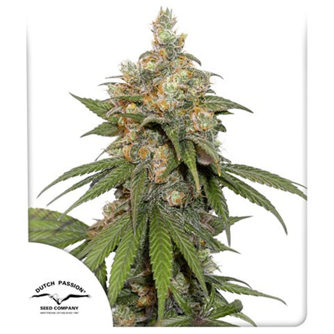 HiFi 4G - Feminzed - Dutch Passion Seeds