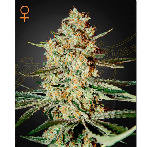 Himalaya Gold - Feminzed - Green House Seeds
