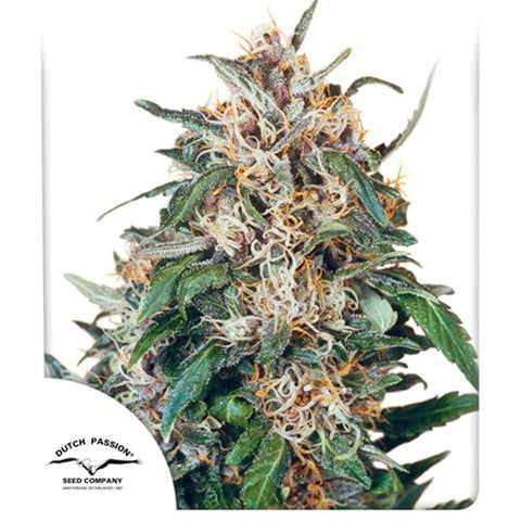 Holland's Hope - Feminzed - Dutch Passion Seeds