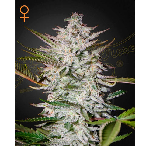 Holy Punch - Feminzed - Green House Seeds