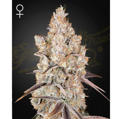 Holy Snow - Feminzed - Green House Seeds