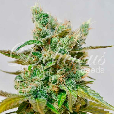 Honey Bells - Feminised - Delicious Seeds