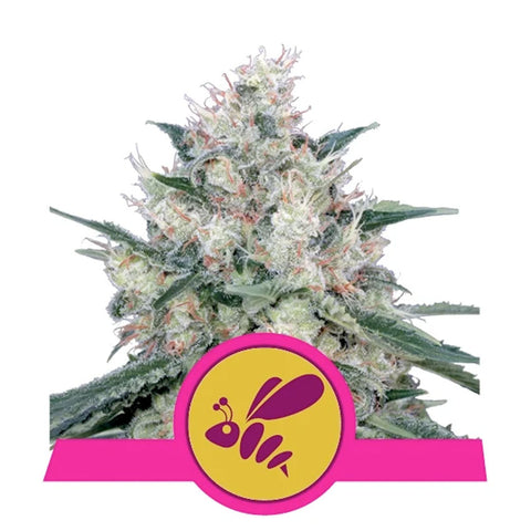 Honey Cream Fast Version - Feminzed - Royal Queen Seeds