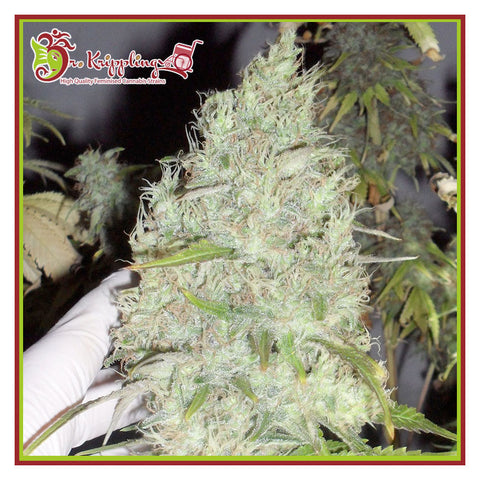 Incredible Bulk 8:8 - Feminzed - Dr Krippling Seeds