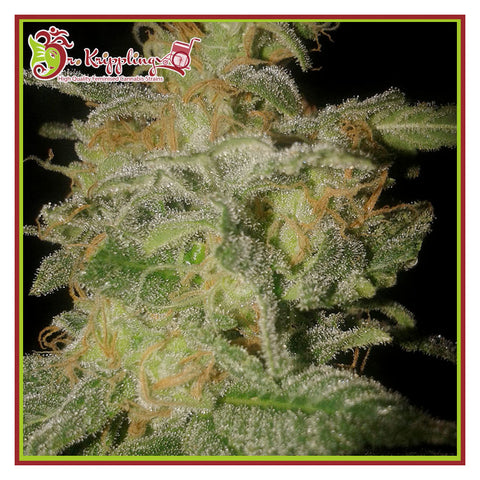 Incredible Bulk Auto - Feminzed & Autoflowering - Dr Krippling Seeds